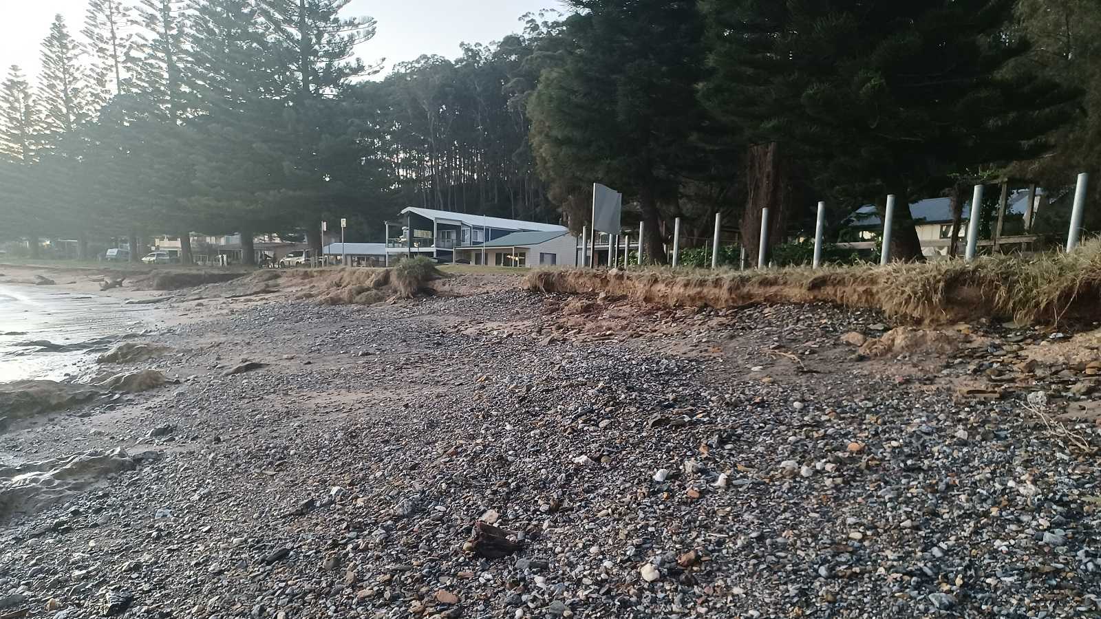 Image Sand has washed off a beach leaving gravelly rocks and an eroded grass area in front of some mature Norfolk pine trees.