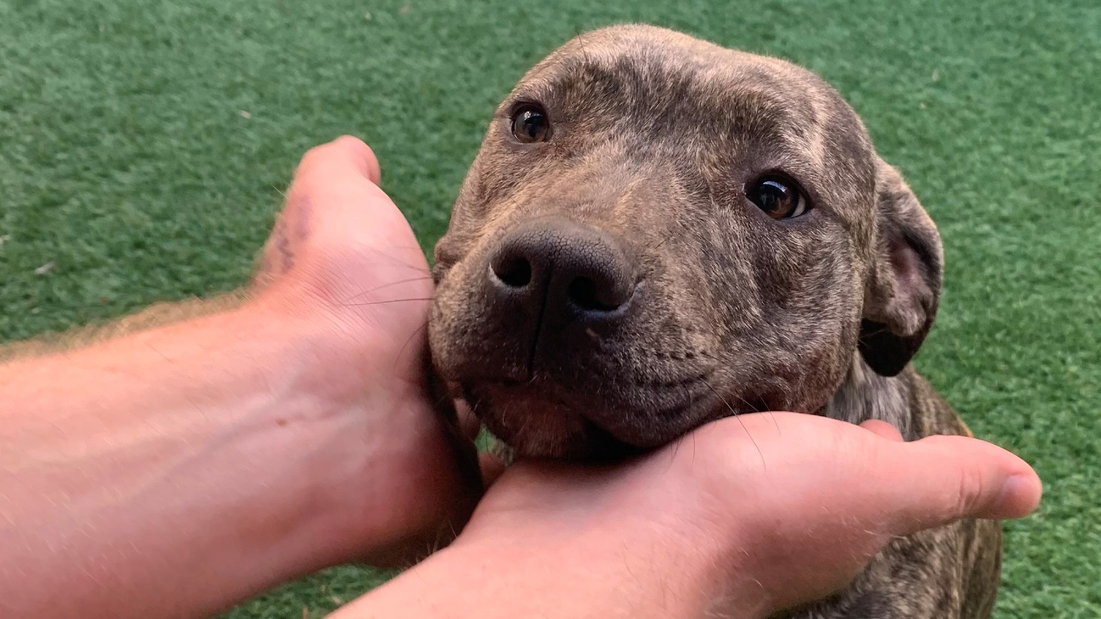 Louise - mastiff cross