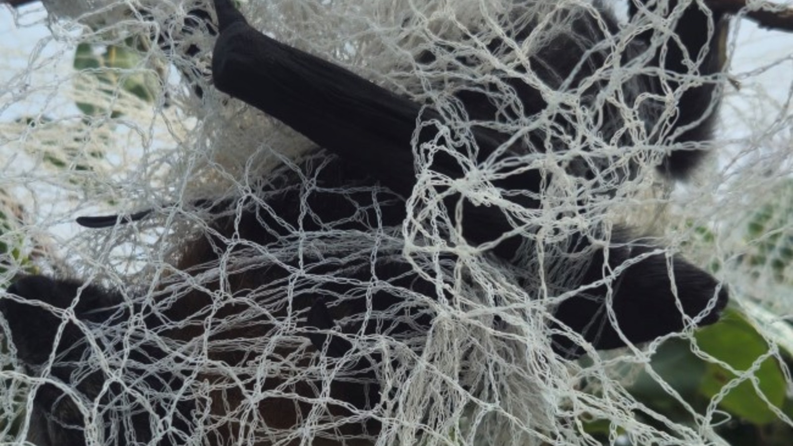 Image Flying fox caught in netting