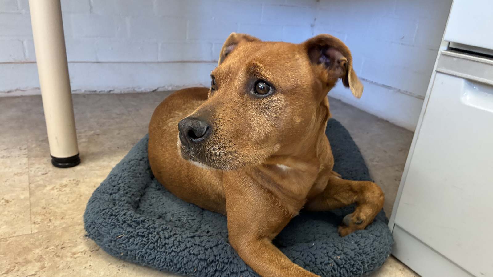 Monny - cattle dog, cross breed 