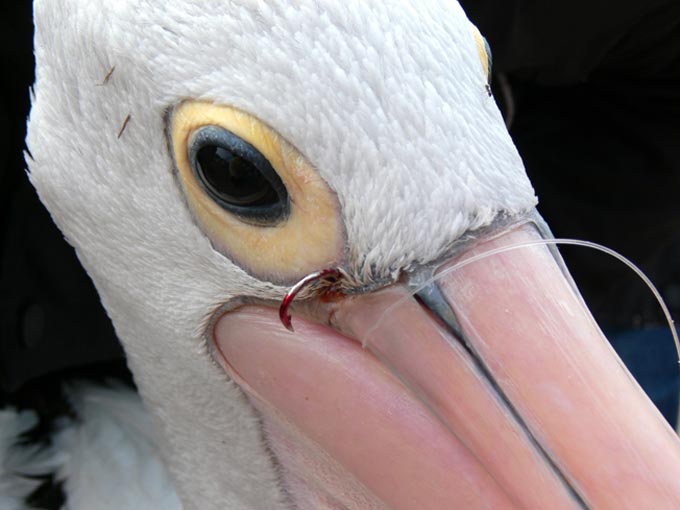 Pelican with fishing hook in face
