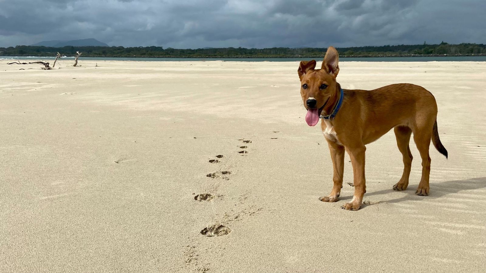 Brown dog standing on sand at a beach. banner image