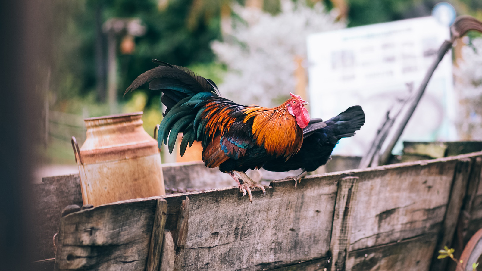 Roosters and chickens