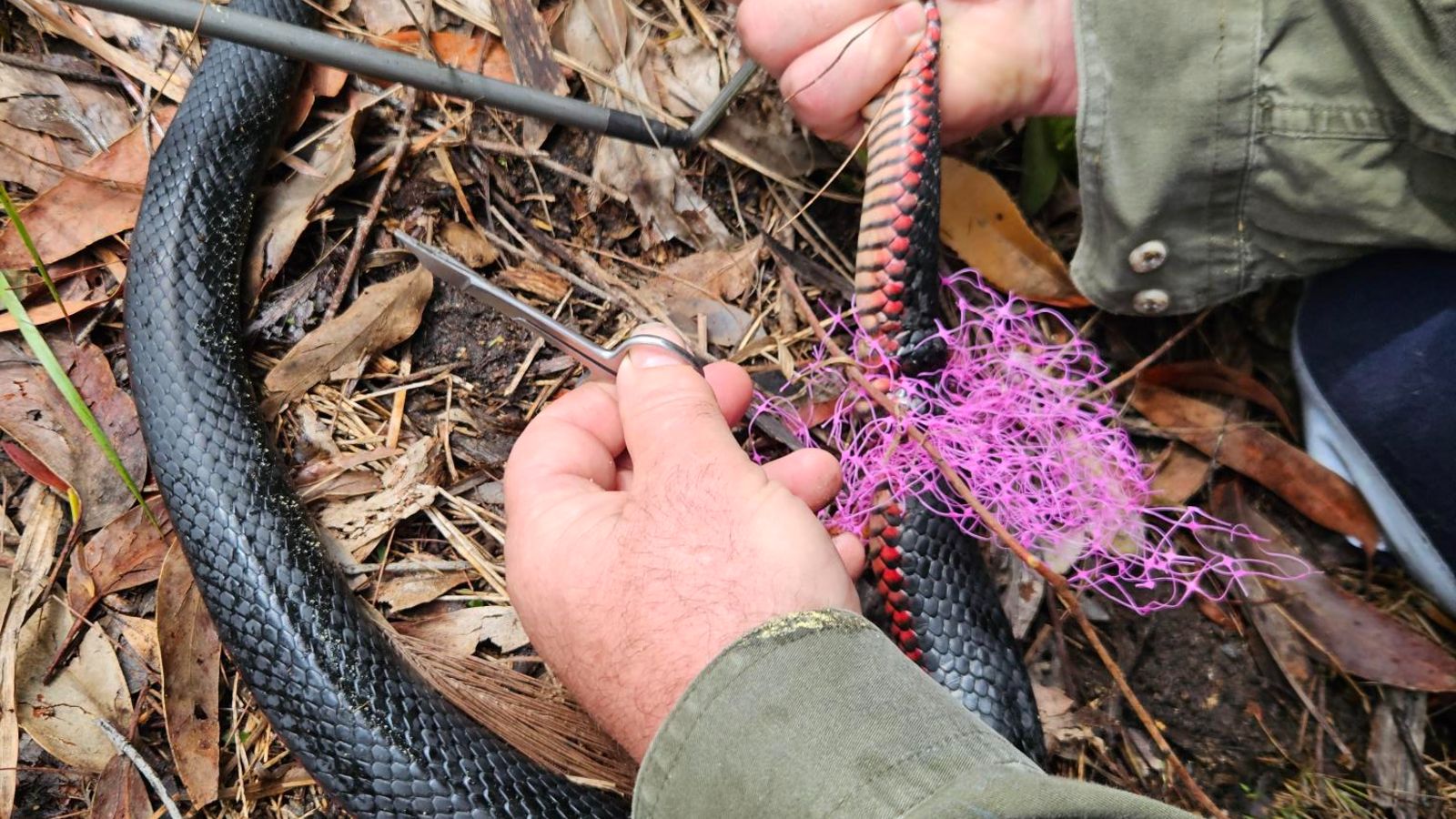 Image Snake wrapped in purple netting