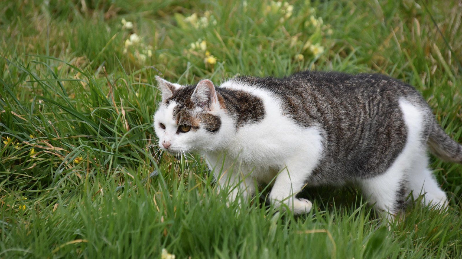 Grey and white cat stalking wildlife in the grass banner image