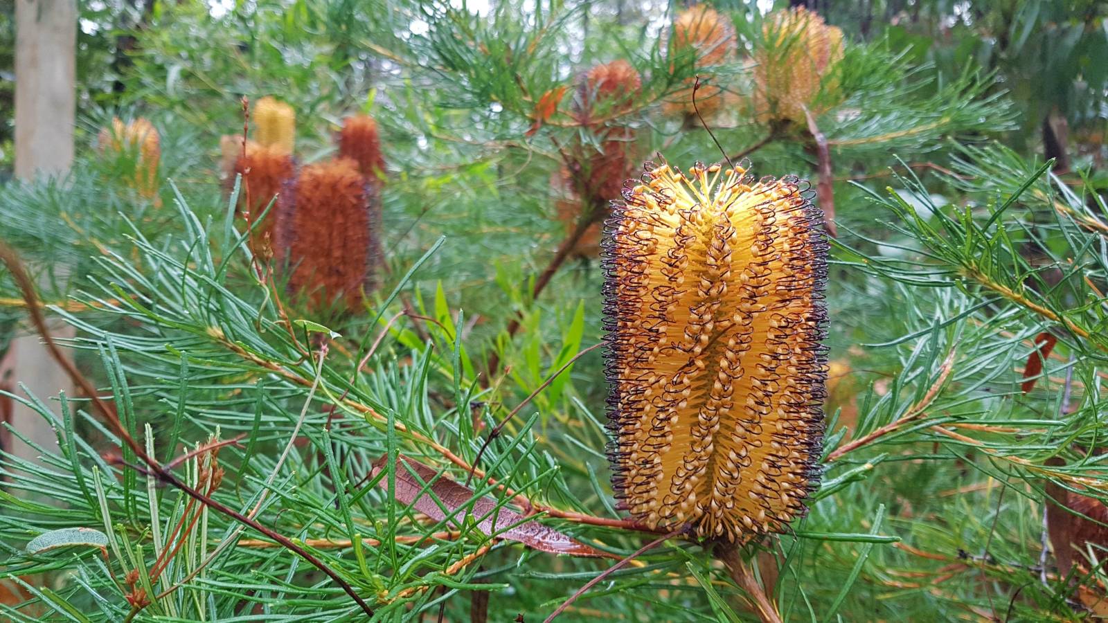 Native banksia