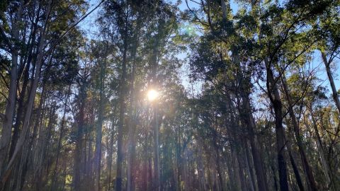 The sun shines through trees.