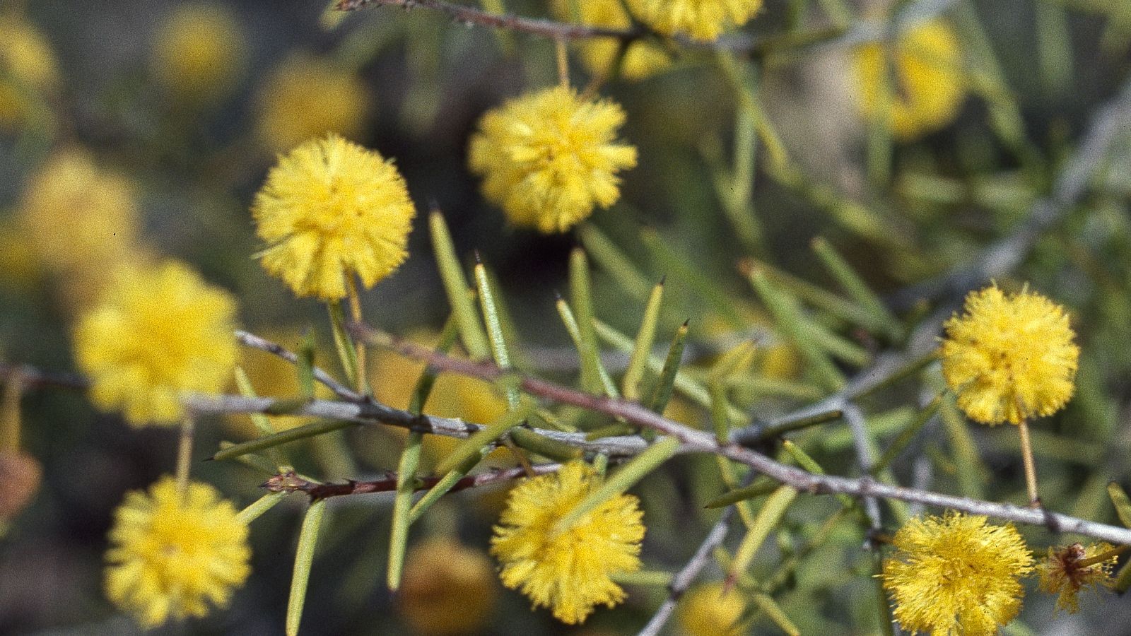 Image A close-up image of a yellow heath wattle branch