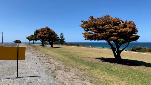 dying trees with ocean in background