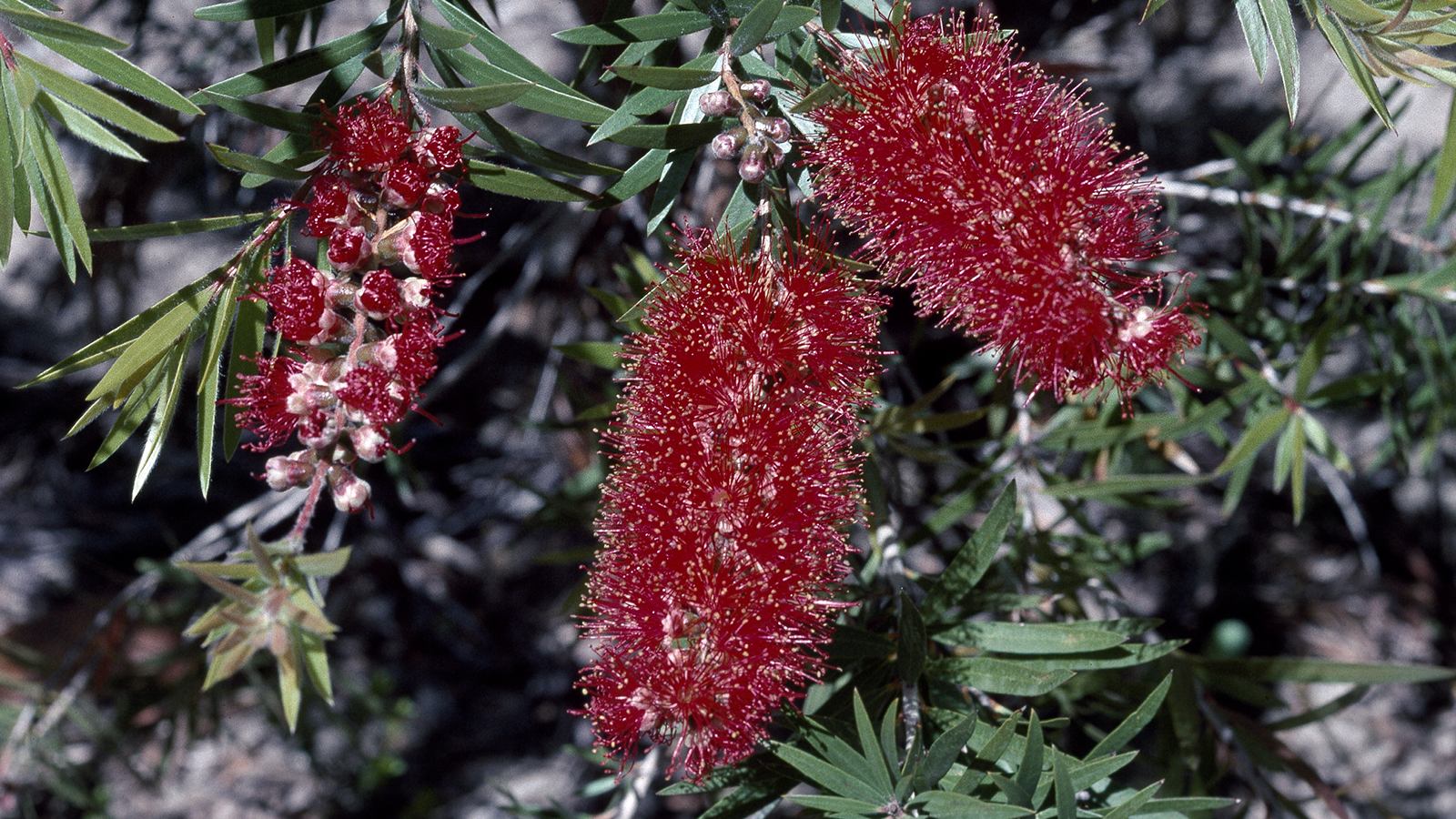 Image A close- up image of a red bottlebrush plant