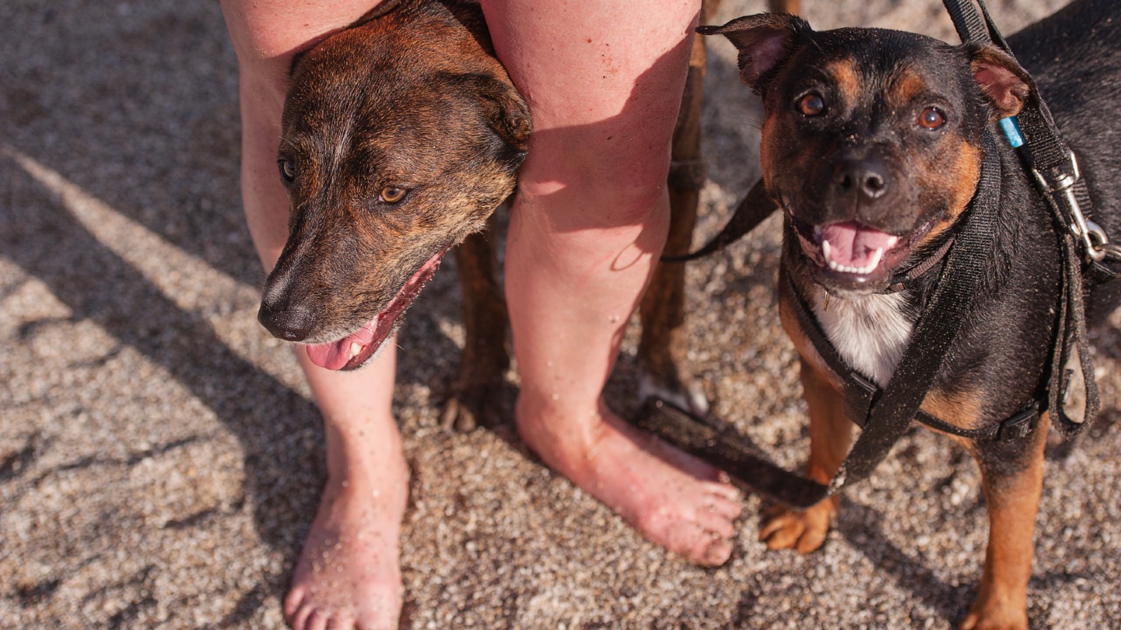 Dog beach lead