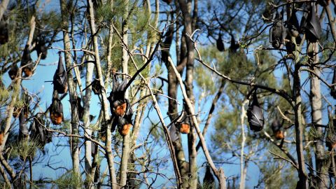 Some bats at roost in casuarinas