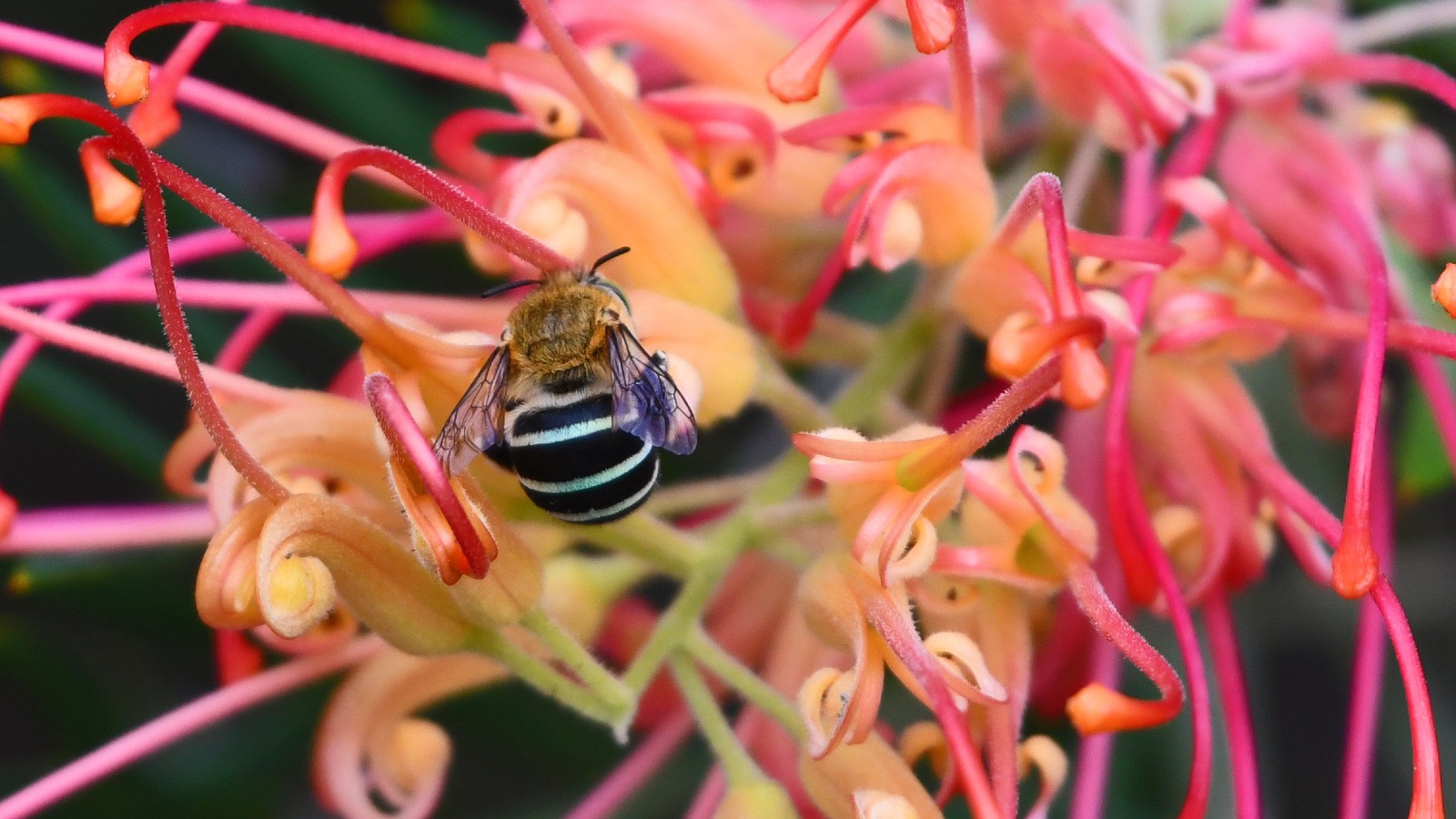 Image A close-up image of a masked bee sitting on a pink and orange flower