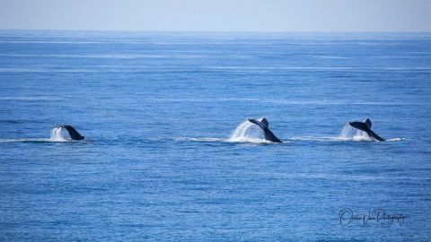 Photo of three whales, splashing their tails on the ocean surface. 