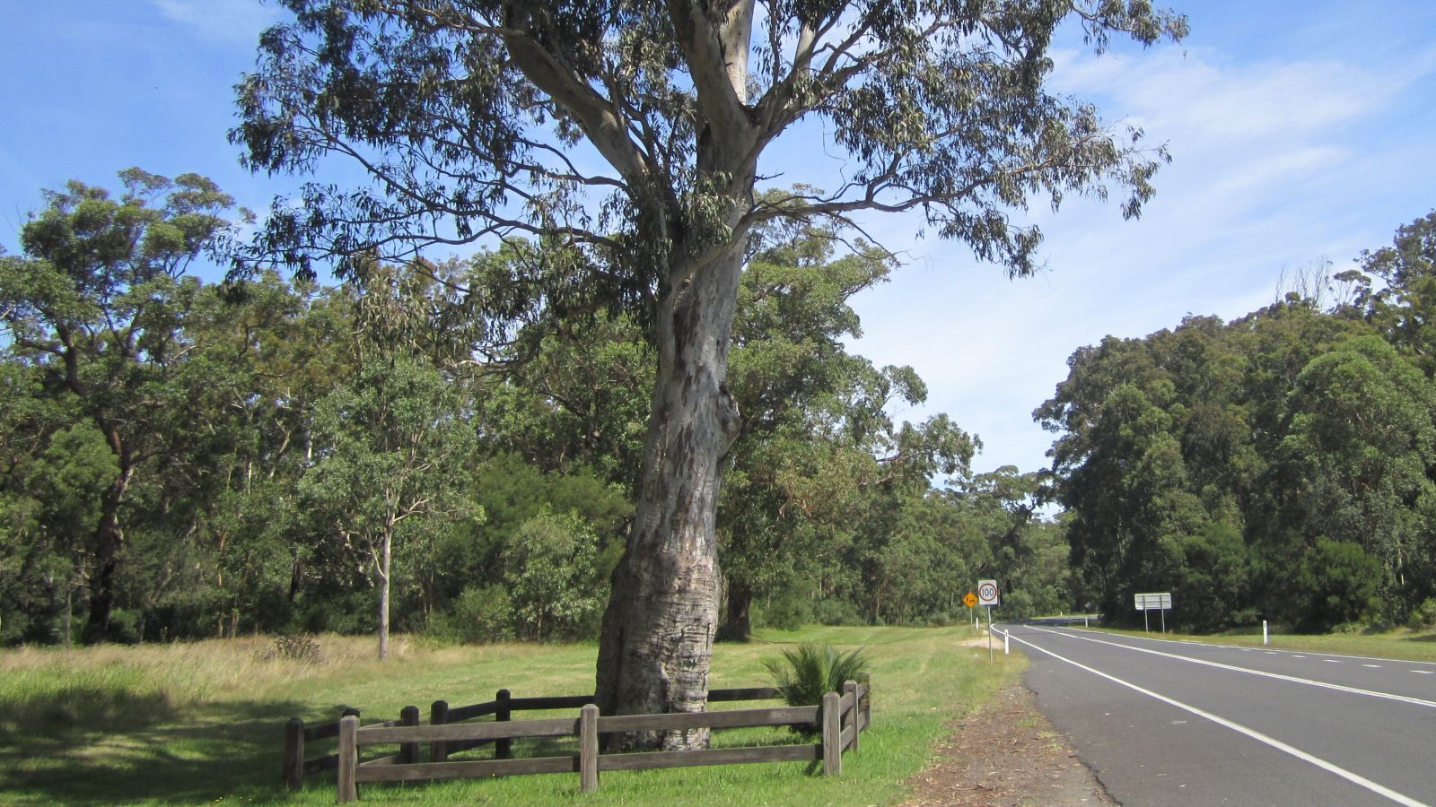 Heritage tree with fencing around it banner image