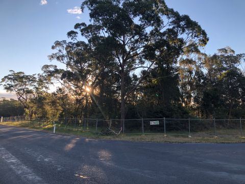 Stand of trees mid-distance