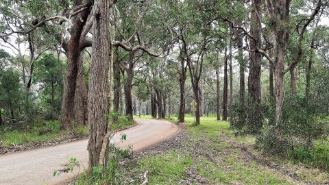 Eucalypt lined dirt road through paddock