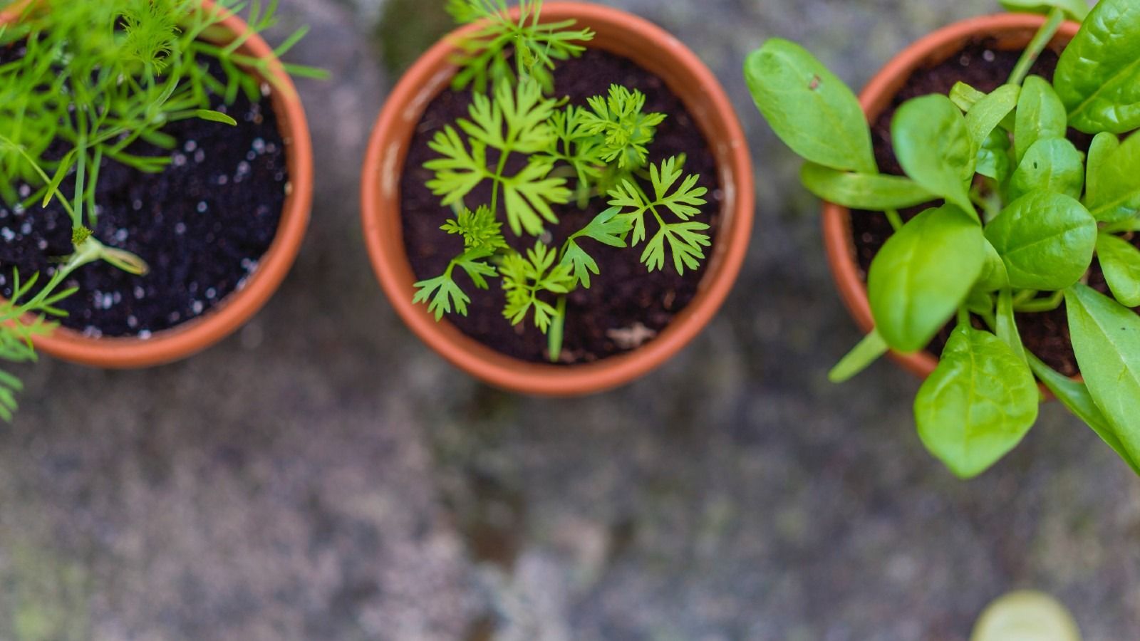 Aerial image of seedlings in three small pots. banner image