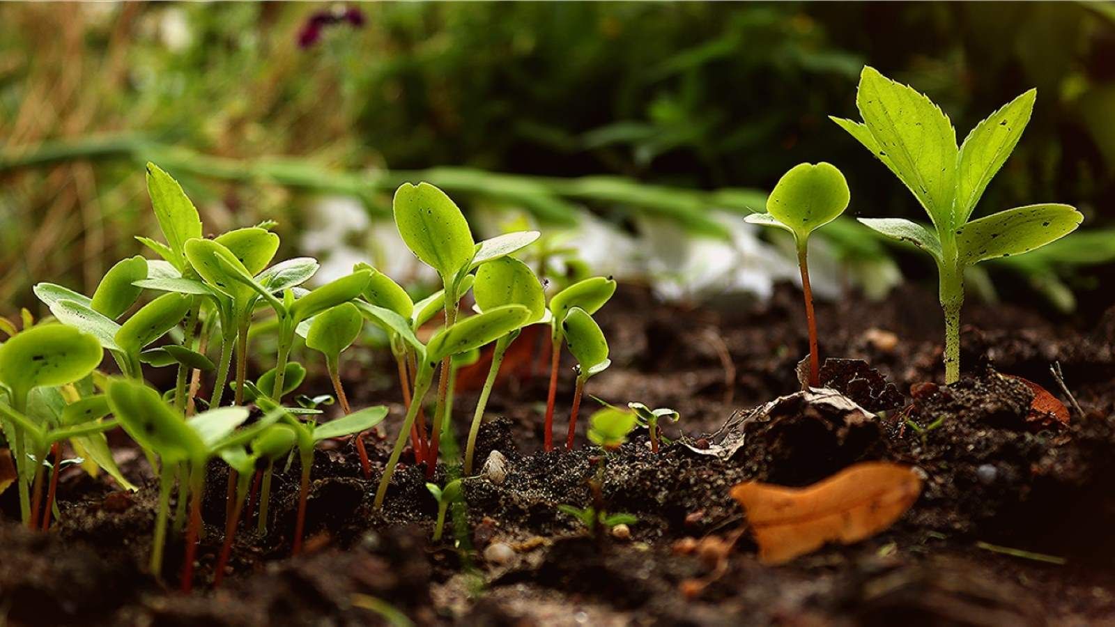 Aerial image of seedlings in three small pots. banner image