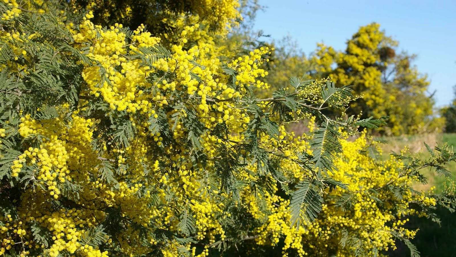 Image Yellow wattle plant