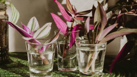 Cuttings of pink leaf plants in glasses of water.