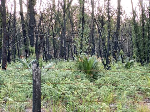 Charred wooden fence with wire strands in front of burnt forest