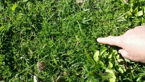 Bindii is a type of broadleaf weed sprayed annually. 