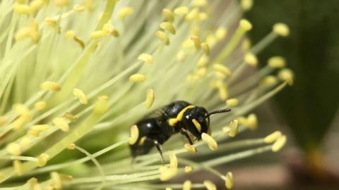 A bee on yellow flower