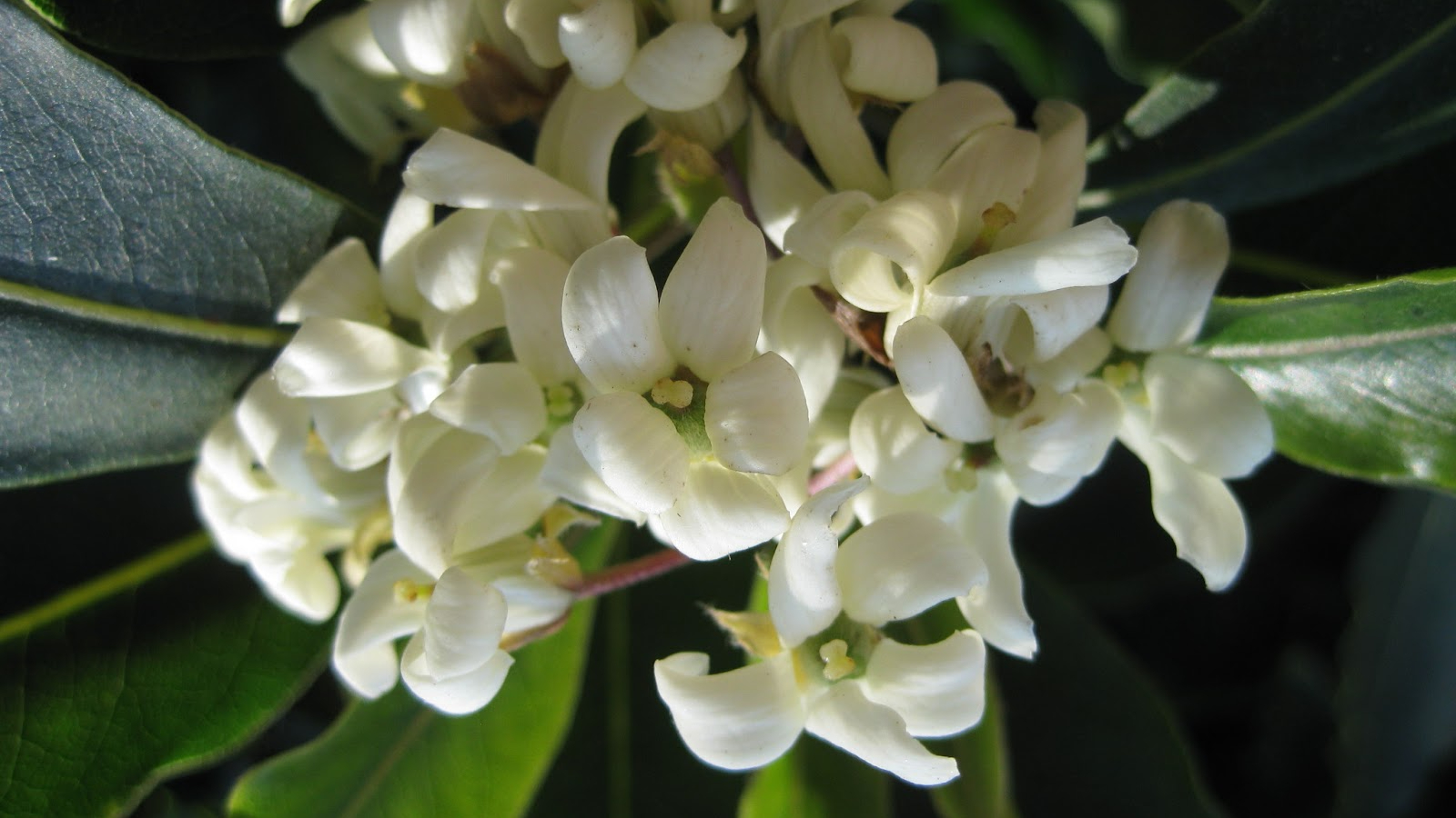 Image Sweet Pittosporum plant