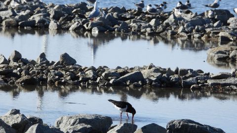 Bird standing on rocks in water