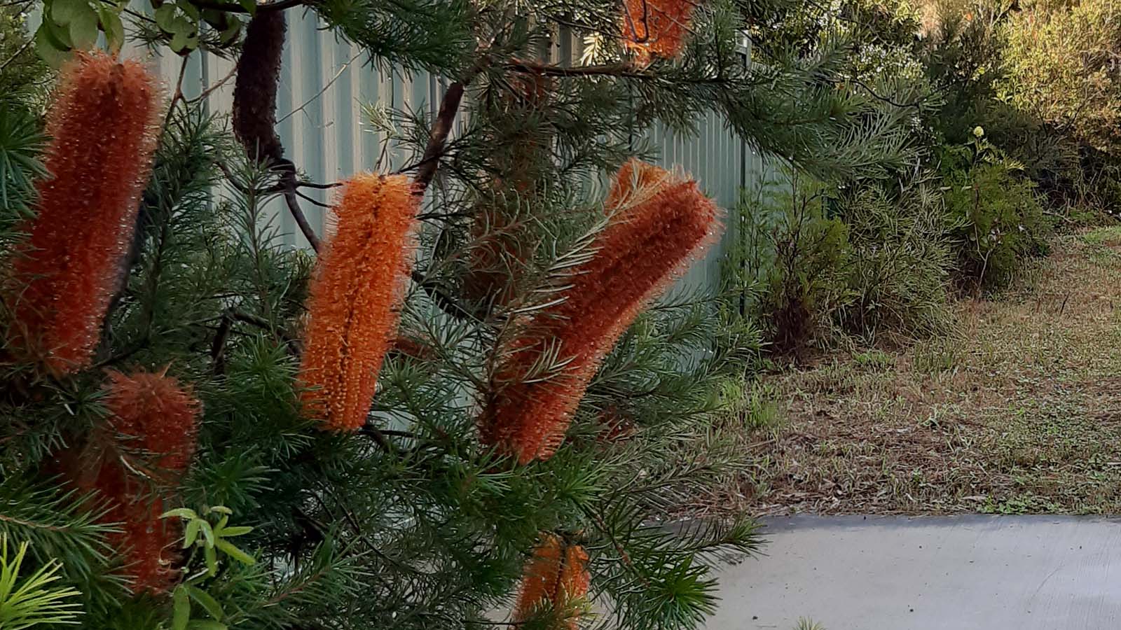 Image Banksia flowers growing next to a paved area.