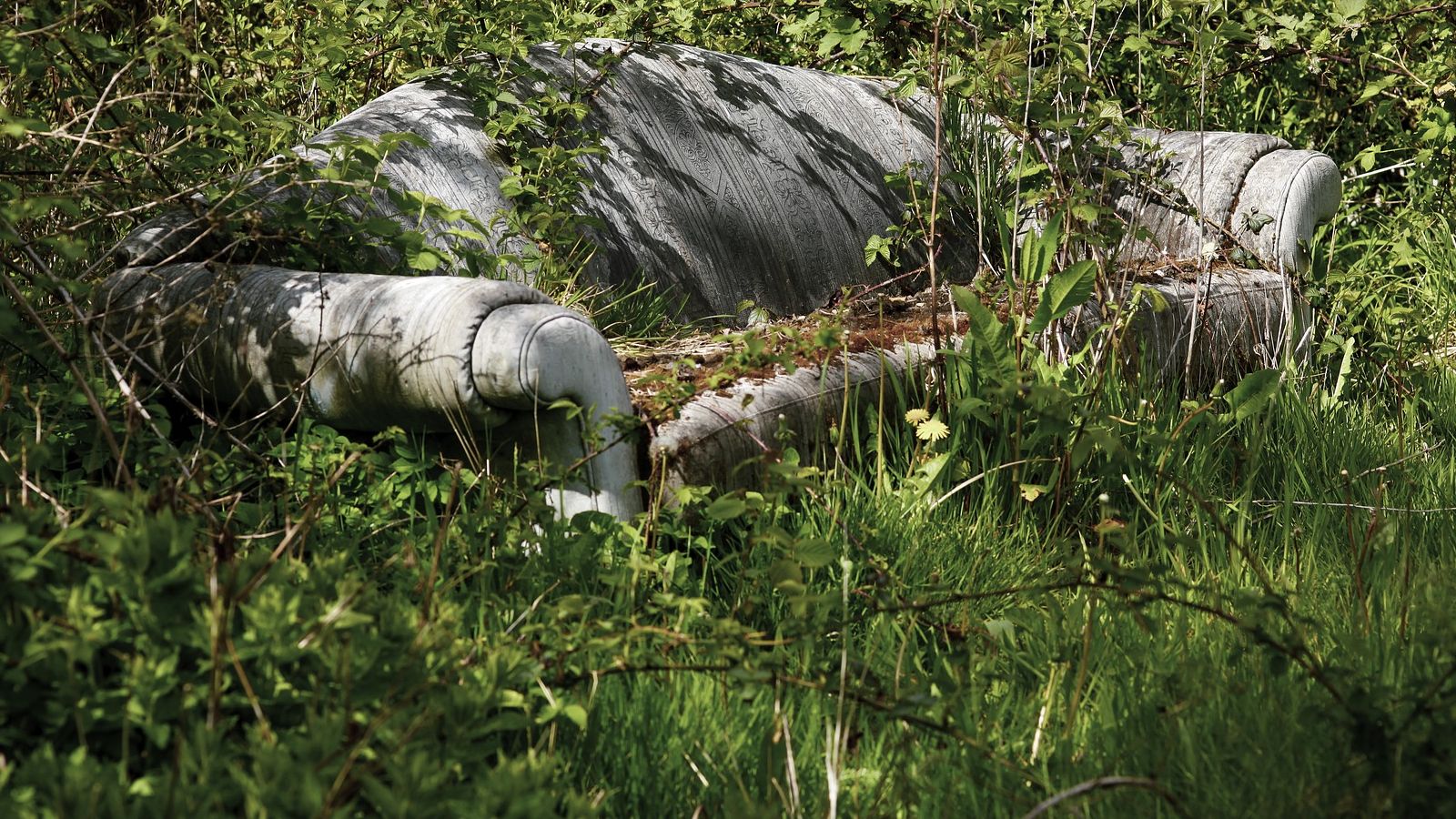 Outdoor sofa surrounded by overgrown grass banner image