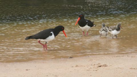 two adult birds and two chicks in shallow water