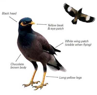 Diagram of an Indian Myna identifying distinguishing features and colours