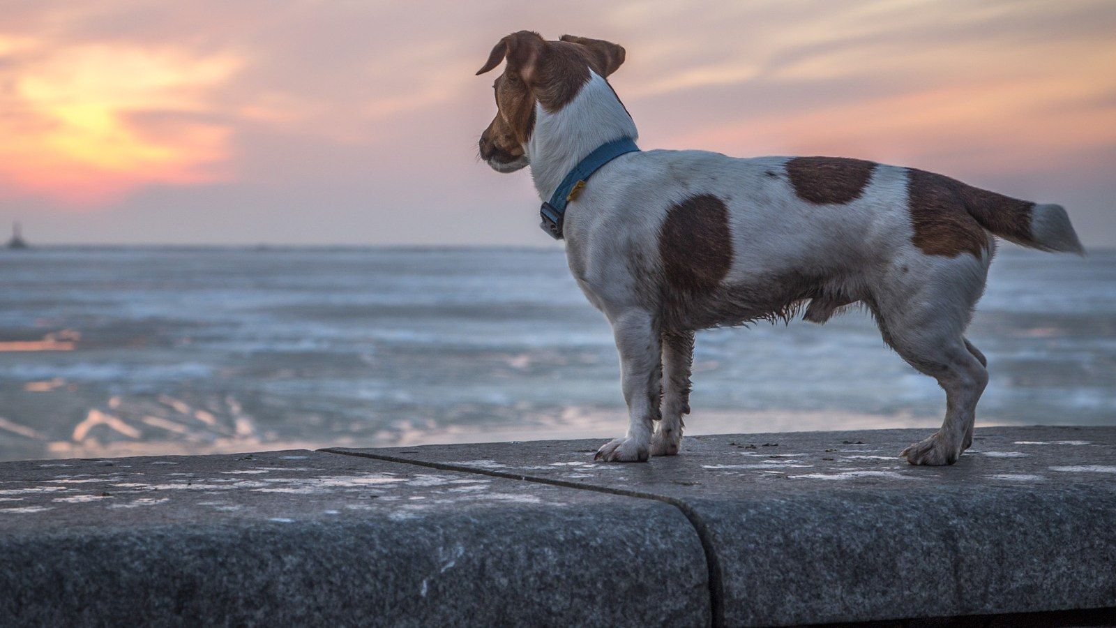A brown and white dog standing on a wall at the beach watching the waves at sunset banner image