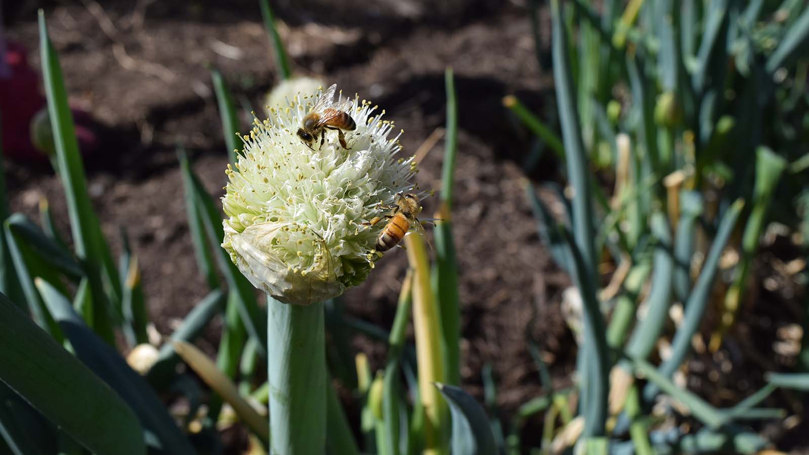 Image Closed cropped photograph of bees landing on a pale yellow flower.