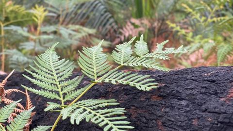 A green fern leaf grows on the backdrop of a blackened burnt log.