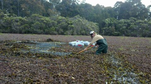 man standing in water scooping thick weeds from the surface.